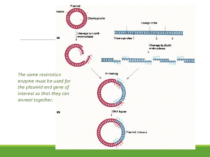 The same restriction enzyme must be used for the plasmid and gene of interest