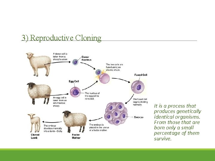 3) Reproductive Cloning It is a process that produces genetically identical organisms. From those