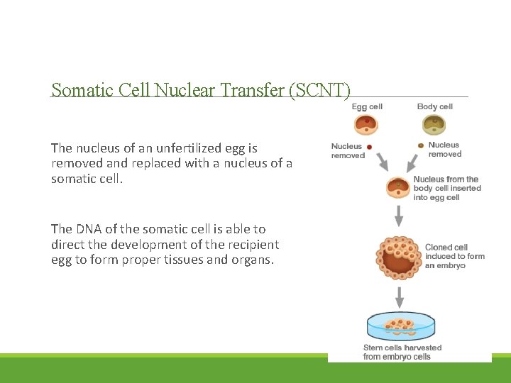 Somatic Cell Nuclear Transfer (SCNT) The nucleus of an unfertilized egg is removed and
