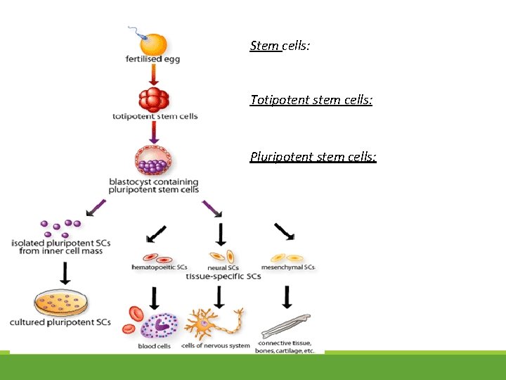 Stem cells: Totipotent stem cells: Pluripotent stem cells: 