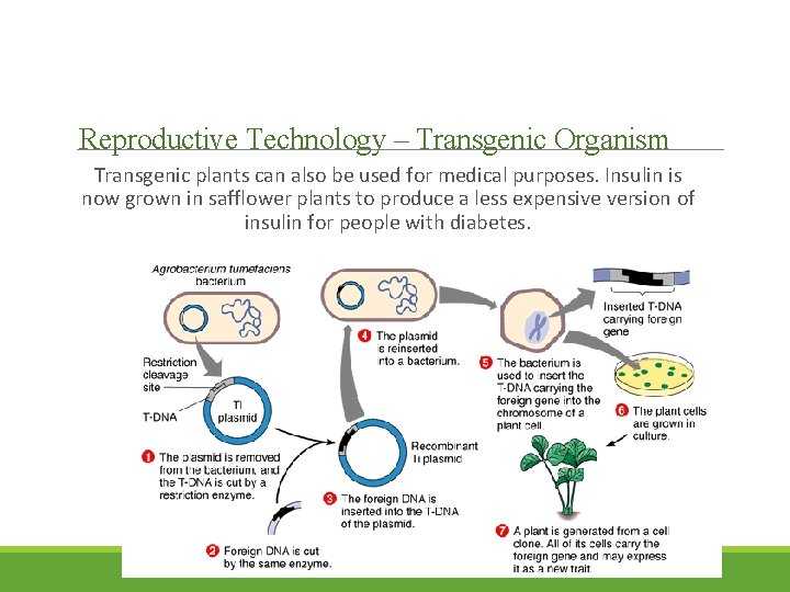 Reproductive Technology – Transgenic Organism Transgenic plants can also be used for medical purposes.