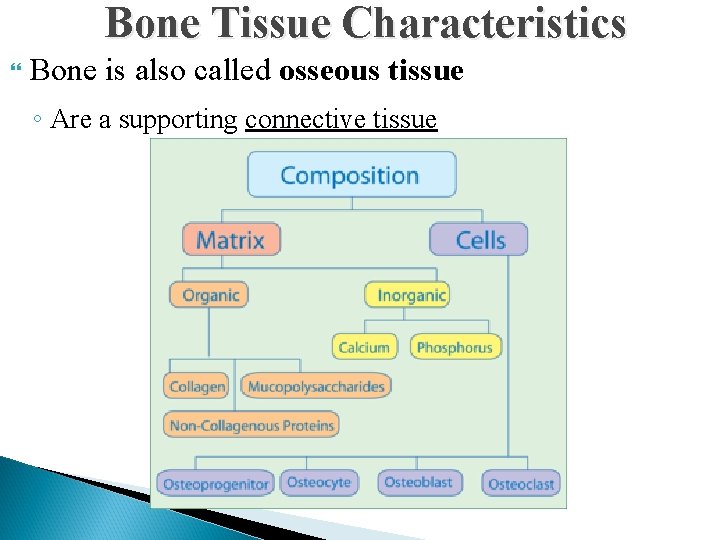 Bone Tissue Characteristics Bone is also called osseous tissue ◦ Are a supporting connective