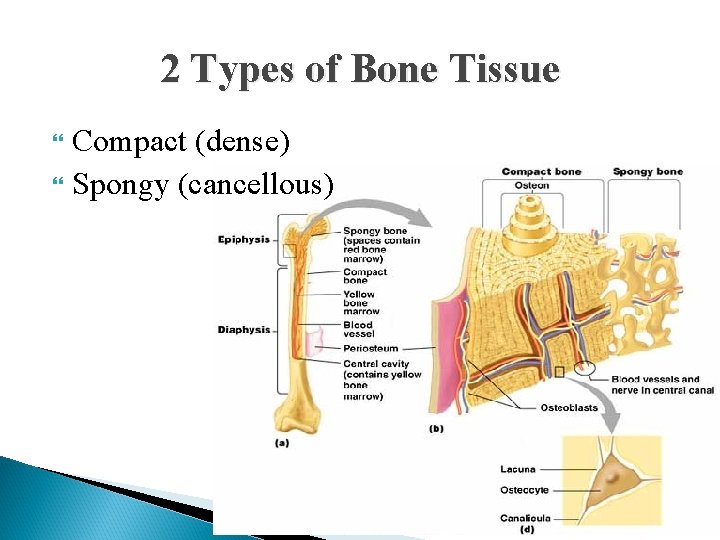 2 Types of Bone Tissue Compact (dense) Spongy (cancellous) 