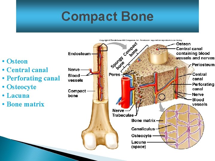 Compact Bone • Osteon • Central canal • Perforating canal • Osteocyte • Lacuna