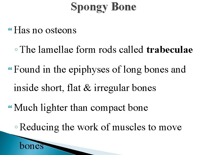 Spongy Bone Has no osteons ◦ The lamellae form rods called trabeculae Found in