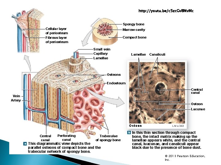 http: //youtu. be/c 5 zc. Gv 8 Mv. Mc Spongy bone Cellular layer of