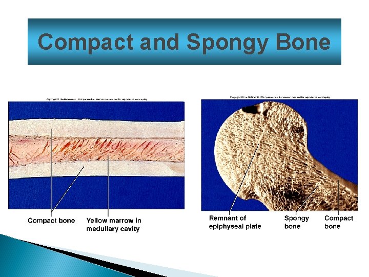 Compact and Spongy Bone 