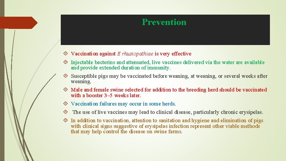 Prevention Vaccination against E rhusiopathiae is very effective Injectable bacterins and attenuated, live vaccines