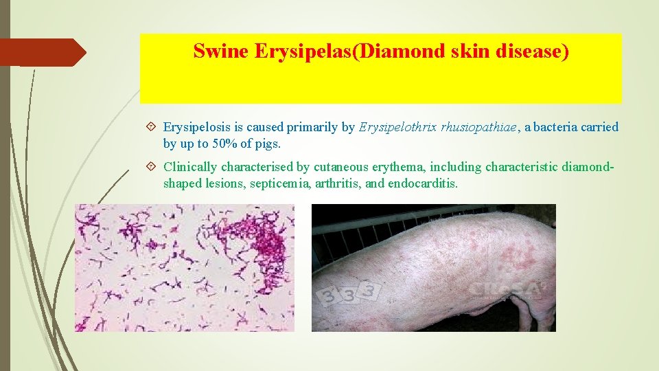 Swine Erysipelas(Diamond skin disease) Erysipelosis is caused primarily by Erysipelothrix rhusiopathiae, a bacteria carried