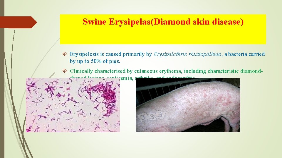 Swine Erysipelas(Diamond skin disease) Erysipelosis is caused primarily by Erysipelothrix rhusiopathiae, a bacteria carried