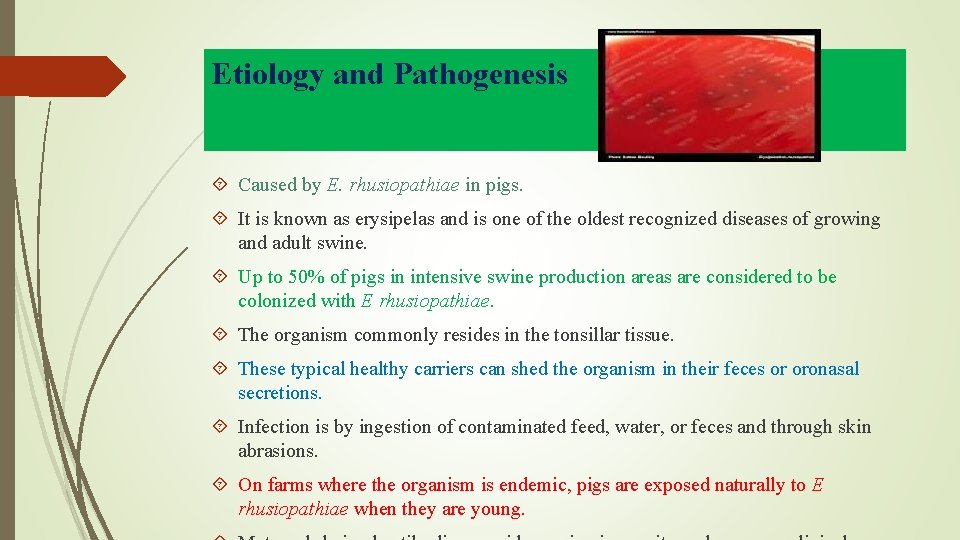 Etiology and Pathogenesis Caused by E. rhusiopathiae in pigs. It is known as erysipelas