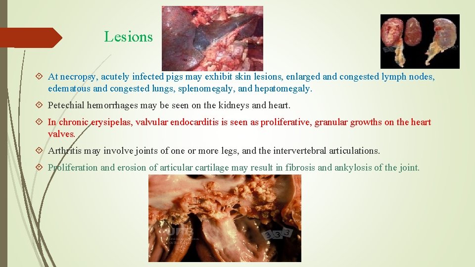 Lesions At necropsy, acutely infected pigs may exhibit skin lesions, enlarged and congested lymph