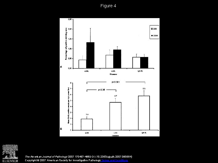 Figure 4 The American Journal of Pathology 2007 170457 -468 DOI: (10. 2353/ajpath. 2007.