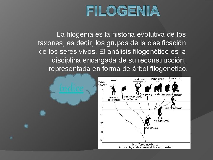 FILOGENIA La filogenia es la historia evolutiva de los taxones, es decir, los grupos