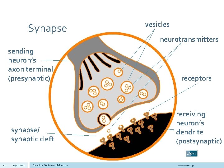 Synapse sending neuron’s axon terminal (presynaptic) synapse/ synaptic cleft 10 12/22/2021 Council on Social