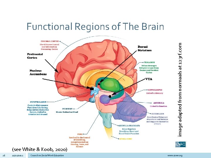 image adapted from normaals at 123 rf. com Functional Regions of The Brain (see