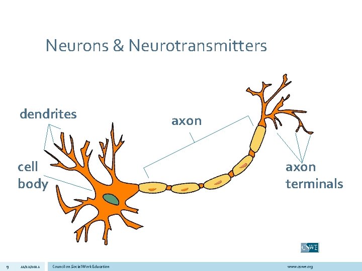 Neurons & Neurotransmitters dendrites cell body 9 12/22/2021 axon terminals Council on Social Work