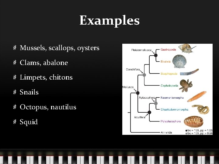 Examples Mussels, scallops, oysters Clams, abalone Limpets, chitons Snails Octopus, nautilus Squid 