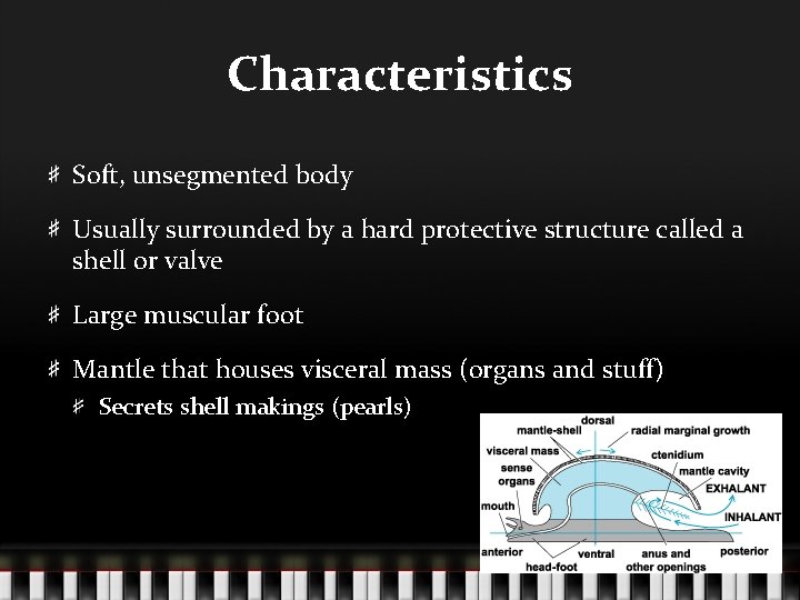 Characteristics Soft, unsegmented body Usually surrounded by a hard protective structure called a shell