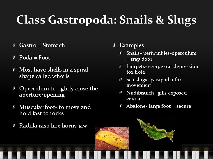 Class Gastropoda: Snails & Slugs Gastro = Stomach Poda = Foot Most have shells