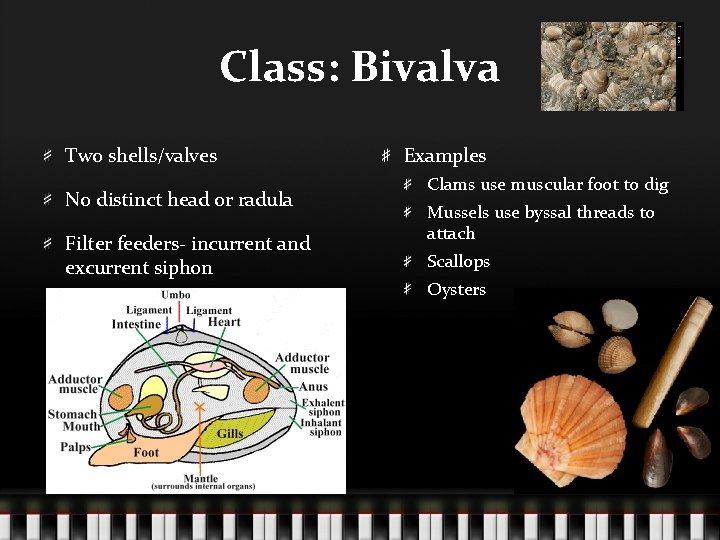 Class: Bivalva Two shells/valves No distinct head or radula Filter feeders- incurrent and excurrent