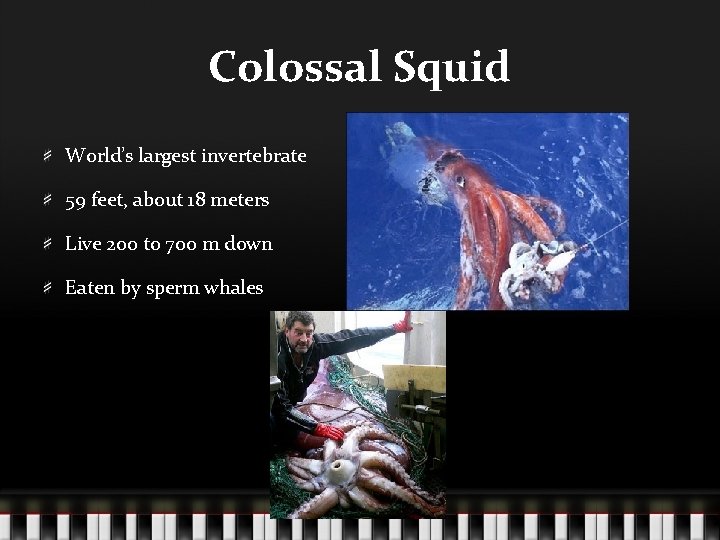 Colossal Squid World’s largest invertebrate 59 feet, about 18 meters Live 200 to 700