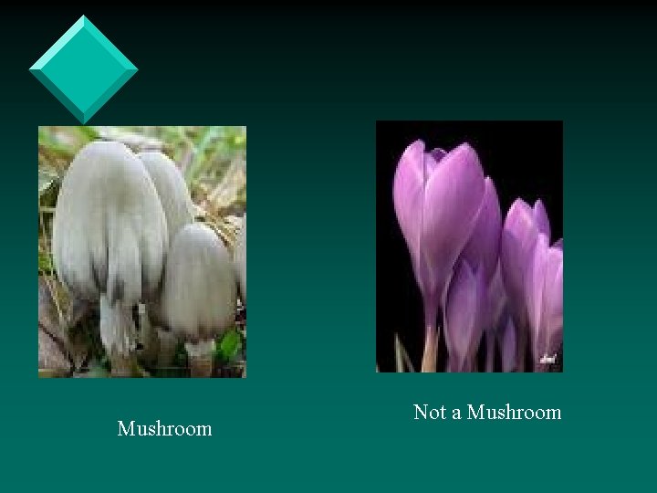 Mushroom Not a Mushroom 