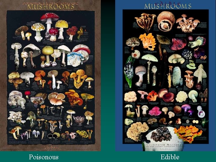 Poisonous Edible 