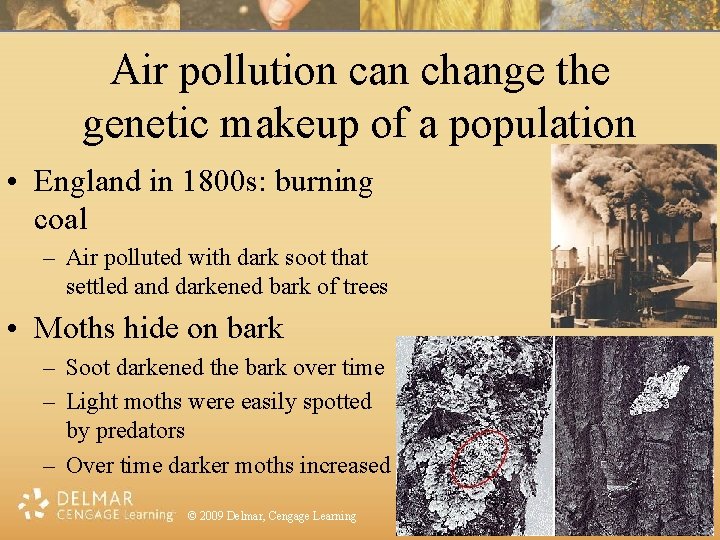 Air pollution can change the genetic makeup of a population • England in 1800