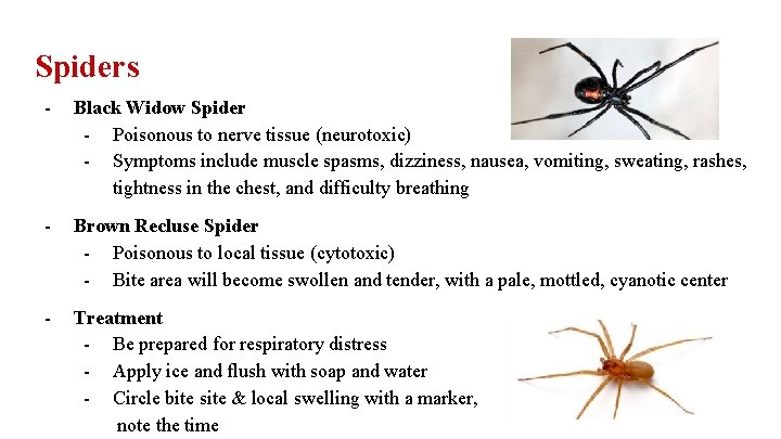 Spiders - Black Widow Spider - Poisonous to nerve tissue (neurotoxic) - Symptoms include