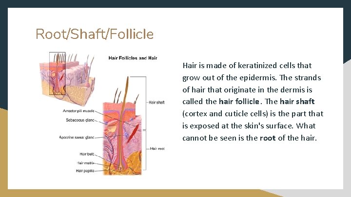 Root/Shaft/Follicle Hair is made of keratinized cells that grow out of the epidermis. The