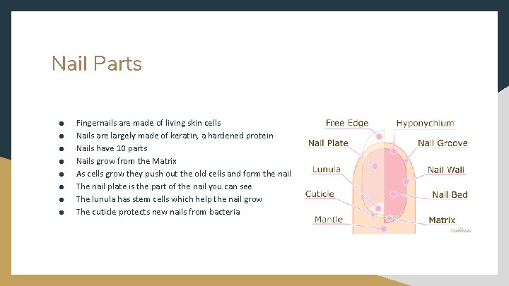 Nail Parts ● ● ● ● Fingernails are made of living skin cells Nails