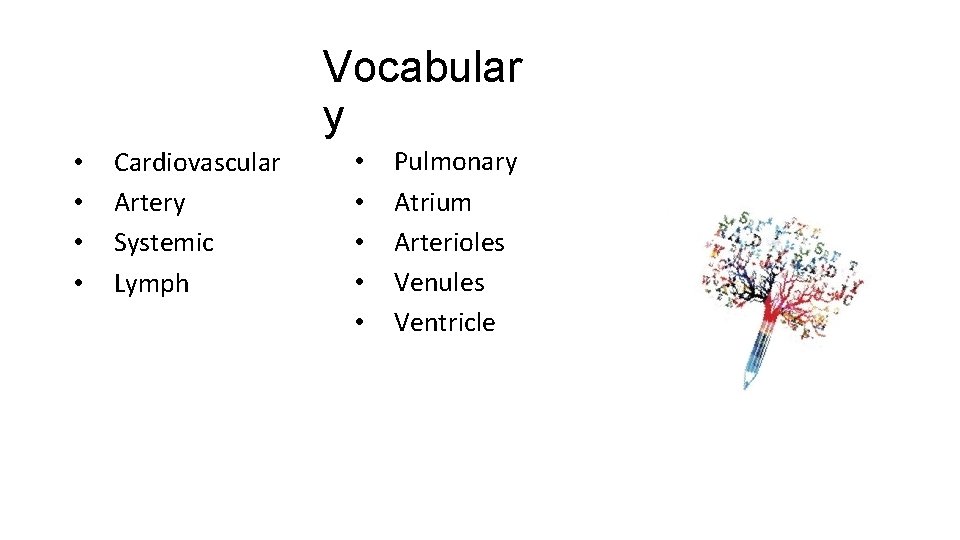 Vocabular y • • Cardiovascular Artery Systemic Lymph • • • Pulmonary Atrium Arterioles