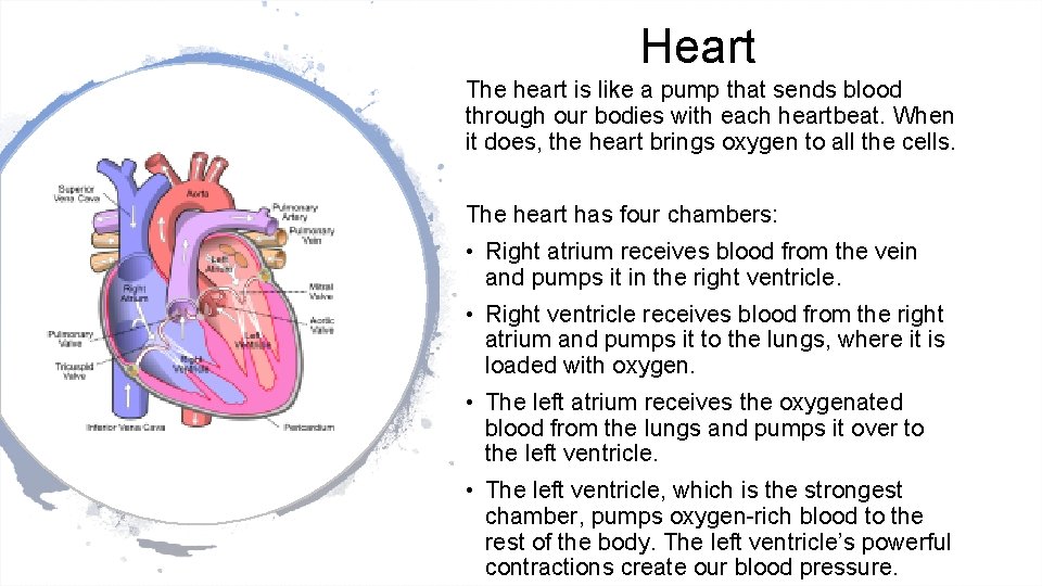 Heart The heart is like a pump that sends blood through our bodies with