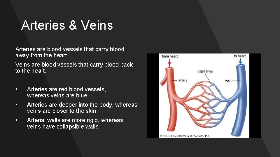 Arteries & Veins Arteries are blood vessels that carry blood away from the heart.