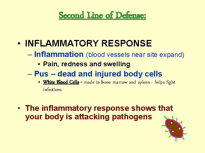 Second Line of Defense: • INFLAMMATORY RESPONSE – Inflammation (blood vessels near site expand)