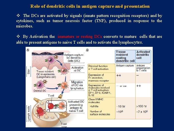 Role of dendritic cells in antigen capture and presentation v The DCs are activated