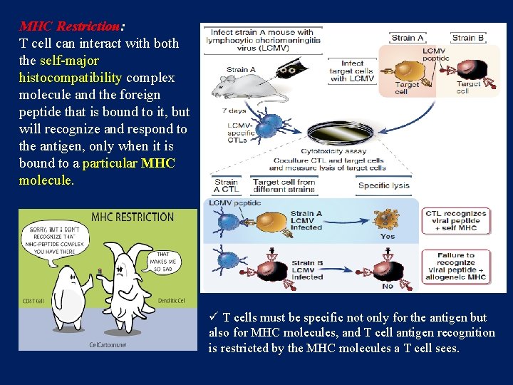 MHC Restriction: T cell can interact with both the self-major histocompatibility complex molecule and