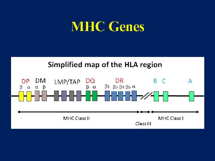 MHC Genes 