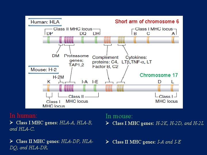 Short arm of chromosome 6 Chromosome 17 In human: Ø Class I MHC genes: