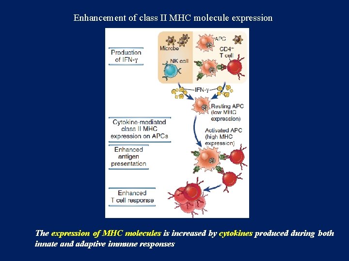 Enhancement of class II MHC molecule expression The expression of MHC molecules is increased