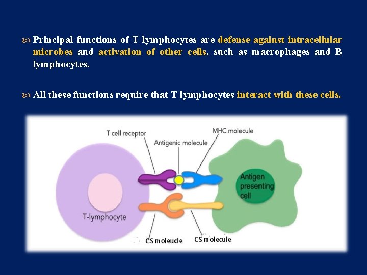  Principal functions of T lymphocytes are defense against intracellular microbes and activation of