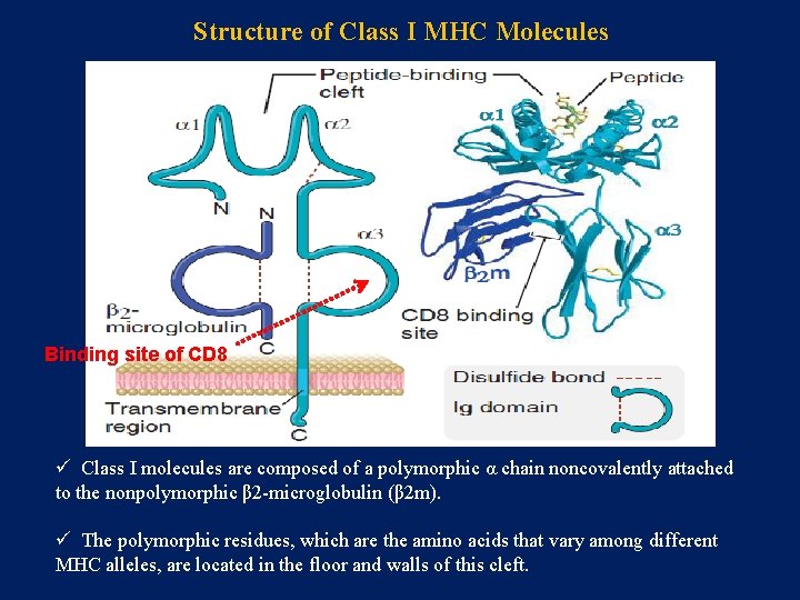 Structure of Class I MHC Molecules Binding site of CD 8 ü Class I