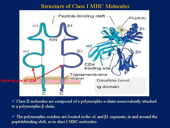 Structure of Class I MHC Molecules Binding site of CD 4 ü Class II