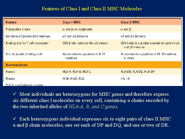 Features of Class I and Class II MHC Molecules ü Most individuals are heterozygous