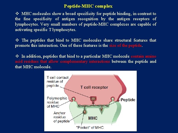 Peptide-MHC complex v MHC molecules show a broad specificity for peptide binding, in contrast
