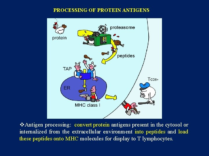 PROCESSING OF PROTEIN ANTIGENS v. Antigen processing: convert protein antigens present in the cytosol