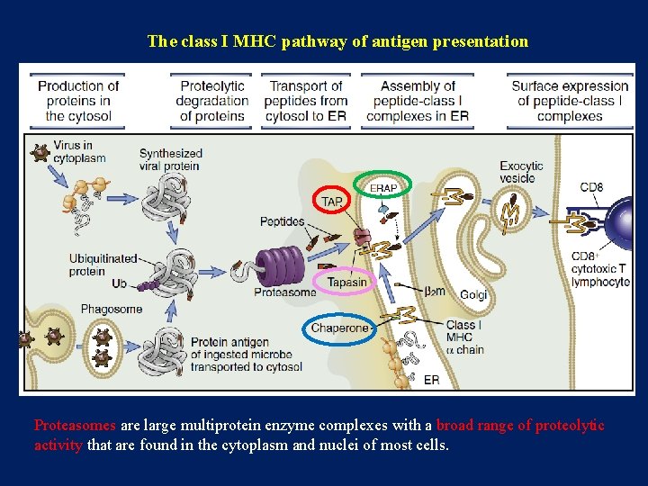 The class I MHC pathway of antigen presentation Proteasomes are large multiprotein enzyme complexes