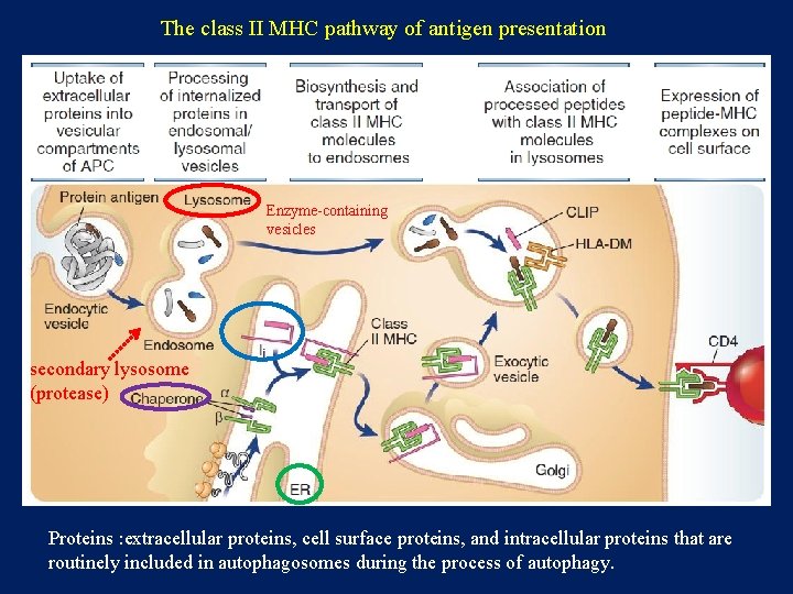 The class II MHC pathway of antigen presentation Enzyme-containing vesicles secondary lysosome (protease) Proteins