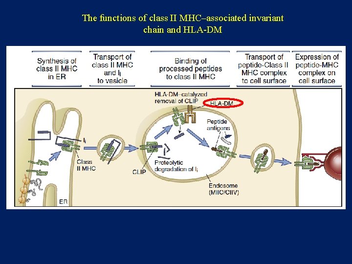 The functions of class II MHC–associated invariant chain and HLA-DM 